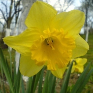 daffodil wikmedia