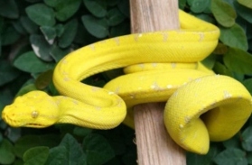 Yellow Chondro python